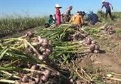قیمت سیر به کمتر از 30 هزار تومان رسید
