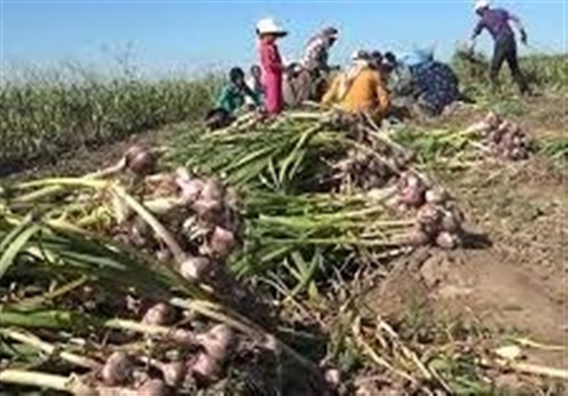 قیمت سیر به کمتر از ۳۰ هزار تومان رسید