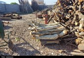 دستگیری متخلف قطع درختان چنار در پارک جنگلی یاسوج