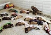 قاچاق پرندگان شکاری اردبیل به حوزه خلیج فارس