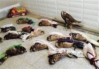 اردبيل،تالاب،نئور،حفاظت،استان،زيست،حوزه،شكاري،احياي،برخورد،م ...