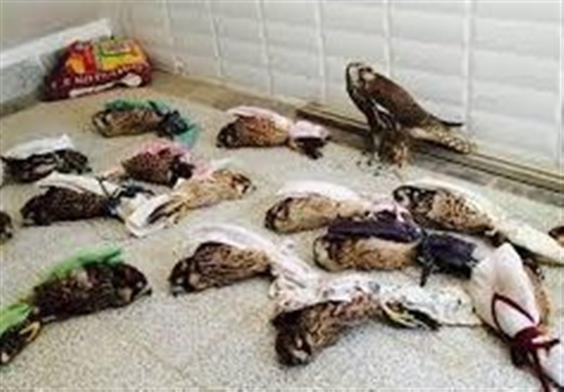 قاچاق پرندگان شکاری اردبیل به حوزه خلیج فارس