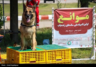 المپیاد ملی سگ های زنده یاب هلال‌ احمر در گیلان