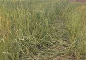 خبر خوش برای کشاورزان سمنانی؛ پرداخت خسارتها تسهیل میشود