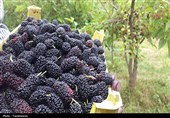 هزاررود طارم میزبان دومین جشنواره شاتوت شد