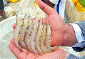 تحول اقتصاد دریاپایه قشم با پرهیز از خام فروشی