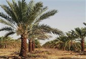 زیارت در حج| به تماشای ینبوع، به شوق علی(ع)