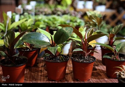 یازدهمین نمایشگاه گل و گیاه, سوغات و صنایع دستی اقوام در اصفهان
