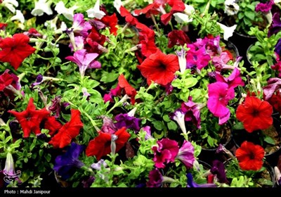 یازدهمین نمایشگاه گل و گیاه, سوغات و صنایع دستی اقوام در اصفهان