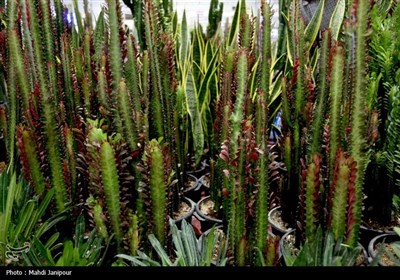 یازدهمین نمایشگاه گل و گیاه, سوغات و صنایع دستی اقوام در اصفهان