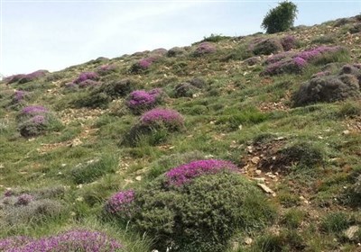 ايلام،منابع،مرتع،دامداران،مراتع،طبيعي،روز،استان