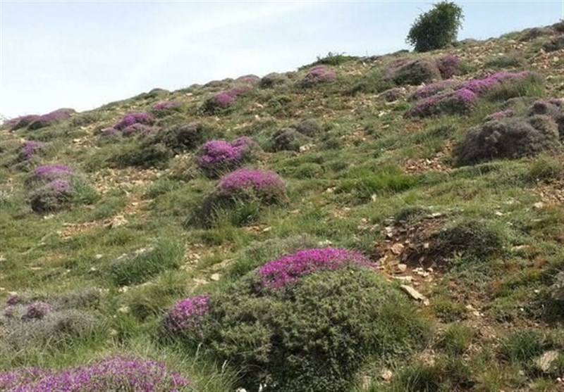 خطر آتش‌سوزی در کمین مراتع استان ایلام