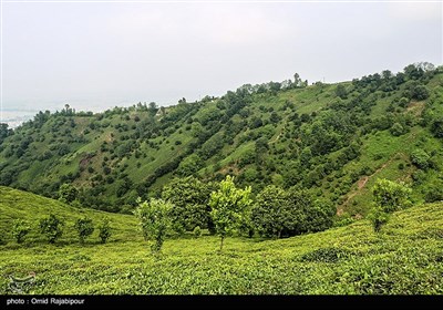 برداشت چای بهاره در گیلان