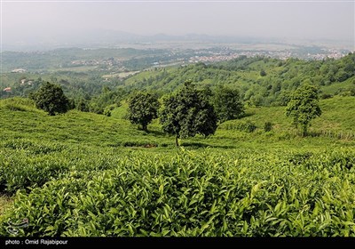 برداشت چای بهاره در گیلان