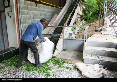 برداشت چای بهاره در گیلان