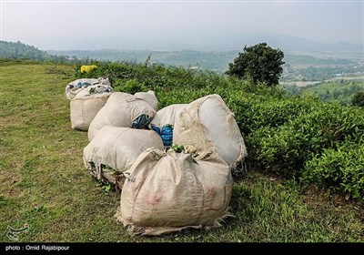 برداشت چای بهاره در گیلان