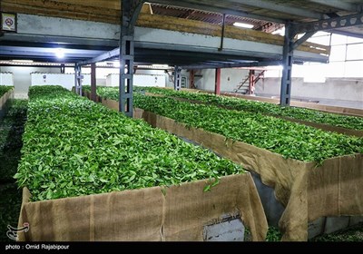 برداشت چای بهاره در گیلان