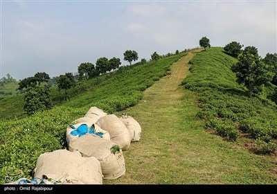 برداشت چای بهاره در گیلان