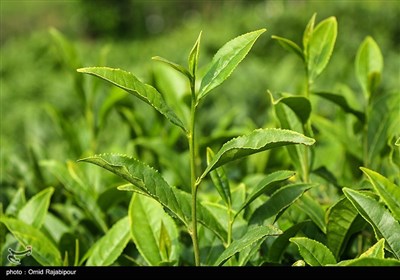 برداشت چای بهاره در گیلان