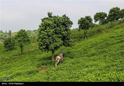 برداشت چای بهاره در گیلان