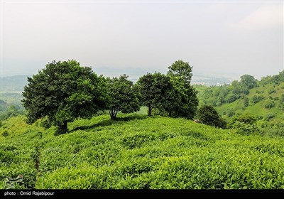 برداشت چای بهاره در گیلان