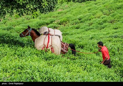 برداشت چای بهاره در گیلان