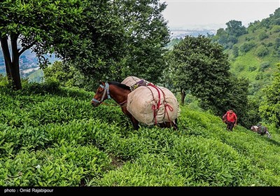 برداشت چای بهاره در گیلان