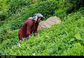 بدء موسم جنی الشای الربیعی فی جیلان شمال إیران