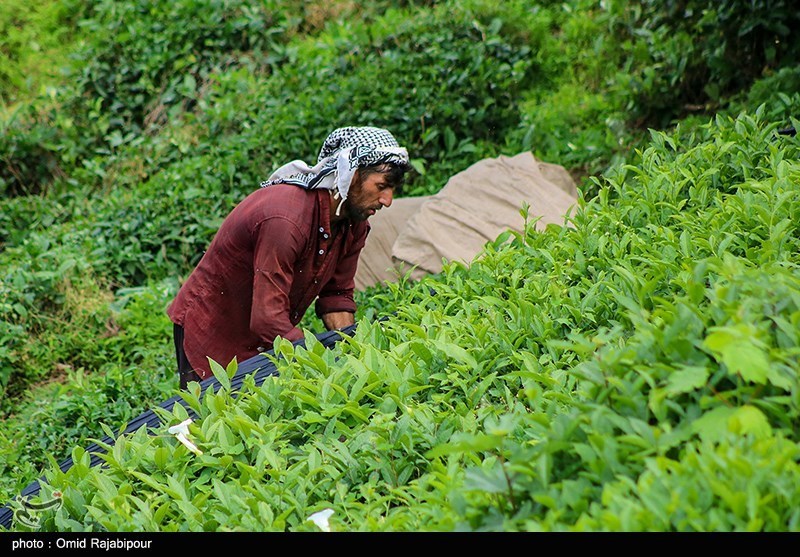 بدء موسم جنی الشای الربیعی فی جیلان شمال إیران
