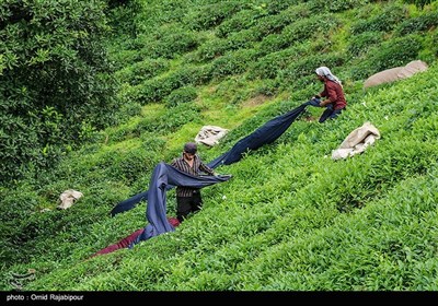برداشت چای بهاره در گیلان
