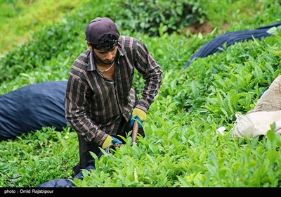 برداشت چای بهاره در گیلان