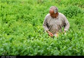 برداشت چای بهاره در گیلان