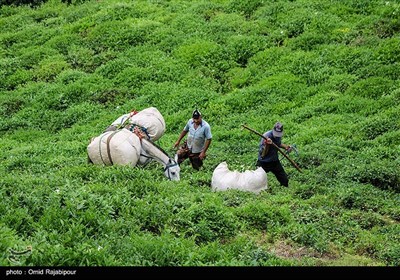 برداشت چای بهاره در گیلان