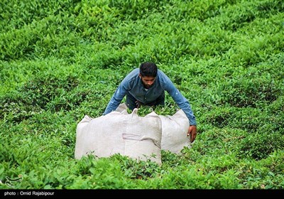 برداشت چای بهاره در گیلان