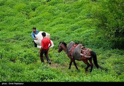 برداشت چای بهاره در گیلان