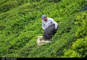 برداشت بیش از 90 هزار تن برگ سبز چای در شمال کشور