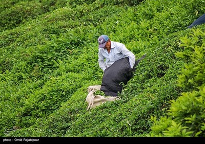 برداشت چای بهاره در گیلان