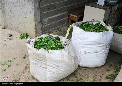 برداشت چای بهاره در گیلان