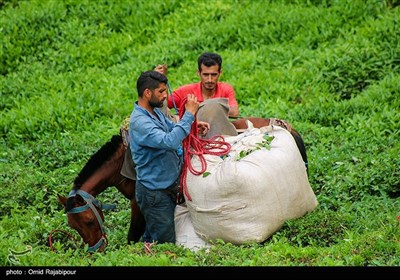 برداشت چای بهاره در گیلان