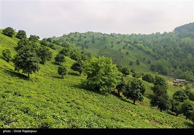 برداشت چای بهاره در گیلان