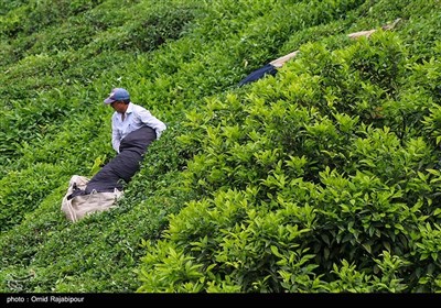 برداشت چای بهاره در گیلان