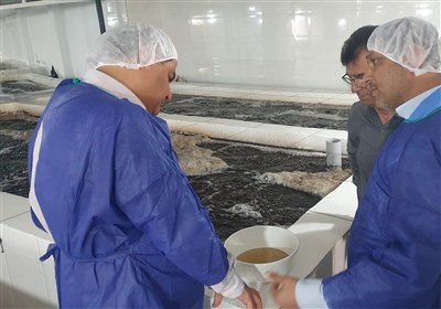 تكثير،دامپزشكي،استان،ميگو،بوشهر،مراكز،توليد،مولدهاي