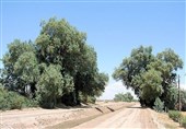 سیستان در محاصره بادهای بیمهری/ نسخه شفابخش چیست؟