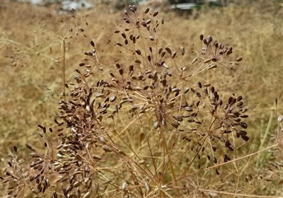 محصول،شهرستان،بردسكن،زيره،سياه،ترويج