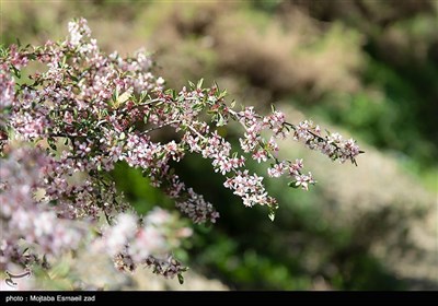 Весенняя природа Ирана - долина Джереми в Урмии
