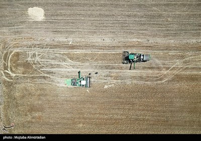 آغاز برداشت کشت‌های دیم در خوزستان