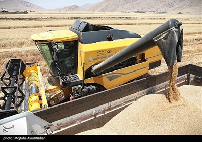 آغاز برداشت کشت‌های دیم در خوزستان