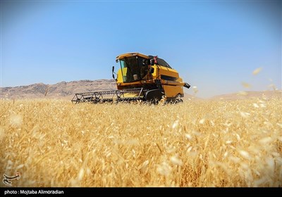 آغاز برداشت کشت‌های دیم در خوزستان