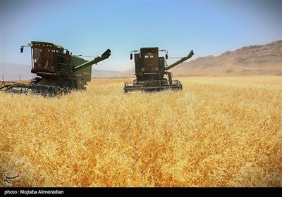 آغاز برداشت کشت‌های دیم در خوزستان