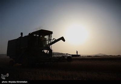 آغاز برداشت کشت‌های دیم در خوزستان